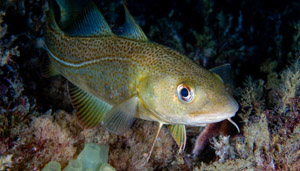 01arcticfish.adapt.1190.1