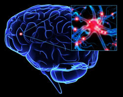 brain-neurone-142214