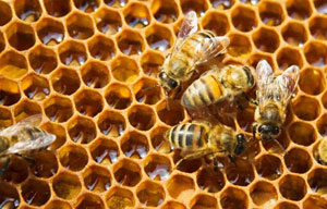 54c7eecac8b90_-_bees-on-honeycells-lg