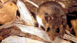 sns-mouse-virus-8add4320-1f9f-11e7-a0a7-8b2a45e3d-20170412