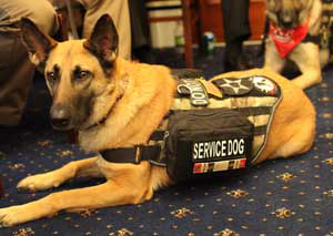 AWI-petsforvets-web
