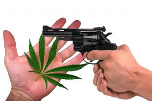 marijuana_gun_the_fix