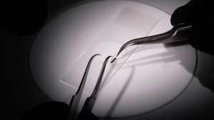 manoa-cobre-microbiome-mosquito