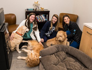 AU-Therapy-Dogs-2-768&times;593