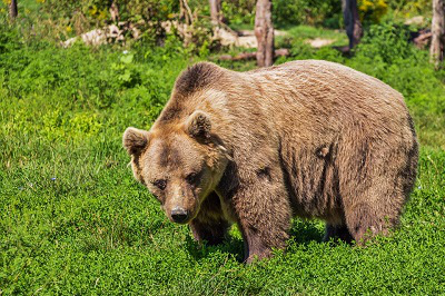 bear-422682_960_720